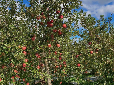 【青森県弘前市産葉とらずふじ】果汁100％ストレートりんごジュース3本入