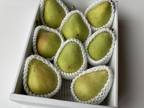 【西洋なし】マルゲリット・マリーラ 3キロ 【さわやかな美味しさ】【西洋梨】【西洋ナシ】【🍐】