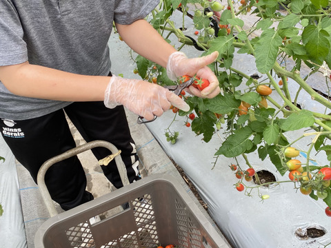 【久万高原特産トマト】まるでフルーツ‼️桃太郎トマト（2キロ箱・11個〜14個）