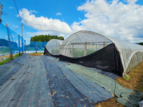 おいしさと環境配慮のハーモニ―『The夏秋とまと』(秋/青-ピンク/A品/2.5キロ前後)