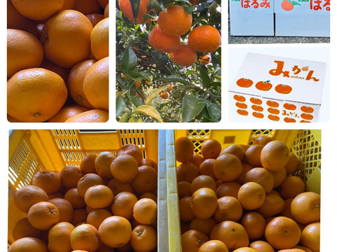 【予約販売】🍊完熟はるみ(3kg箱)