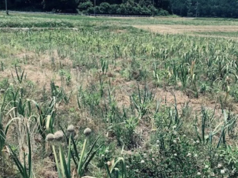 64 自然栽培　黒にんにく 人気　サイズ無選別　たっぷり16個　令和5年度新物　食べやすくて美味しい