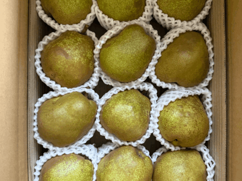 3kg★名和果樹園の訳あり自宅用中玉ラフランス★山形県産L260g以上★産地直送お取り寄せ通販