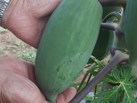 1点限り‼青パパイヤ❣　(農薬不使用栽培)2kg