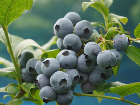 【びっくりする美味しさ】今が旬の樹上完熟ブルーベリー３００ｇ。