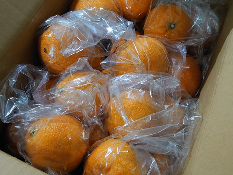 熊本発祥の不知火デコみかん
むきやすくとても甘く美味しいみかんです🍊
Ｌから3L玉が入ります。約4.5k前後