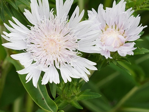 2個セット ストケシア  トラメリー  ブルーガーデン イングリッシュガーデン 花苗 多年草 宿根草