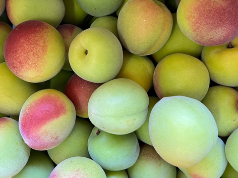 【予約販売】爽やかな酸味とフレッシュな香りの南高梅（青梅）｜梅シロップ・梅酒におすすめ｜2Lサイズ以上｜優品相当（B級）3kg｜やまと農園（和歌山県みなべ町）