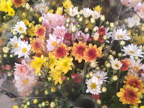 季節のお花！小菊 おまかせ30 本セット 仏花