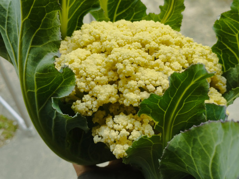 初春の旬野菜カリフラワー80サイズ箱(4
.5.個)
