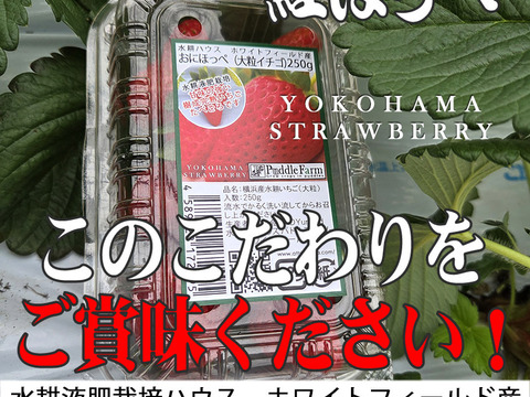 「べにほっぺ」30ｇ以上の大粒のみ800g【クール便】