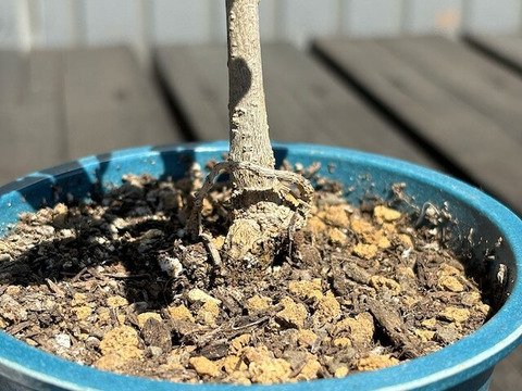 オリーブ 鉢植え 「コレッジョラ」 シンボルツリー 観葉植物