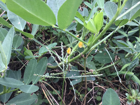 期間限定！自然農で作った掘り立て！生落花生