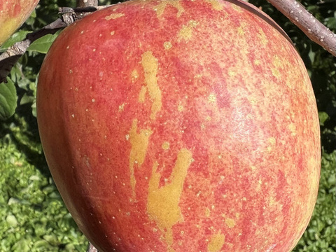【初出品 青森県産サンふじ🍎】
家庭用 約１０kg

🔥先着100セット限定

まずは当園の味を知ってほしい！特別価格でご提供します！