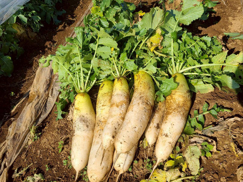 じんわ〜り染みる！冬の濃厚とろ甘大根 約9kg（農薬・化学肥料・除草剤・防虫剤不使用）