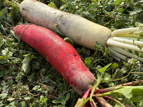 朝採れ発送！固定種＊山田ねずみだいこん& 	
紅園中長大根セット＊葉付きだいこん＊5kg＊訳ありミックス
