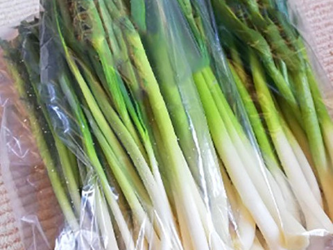 稀少な葉にんにく　300ｇ×2パック　北海道　上富良野産