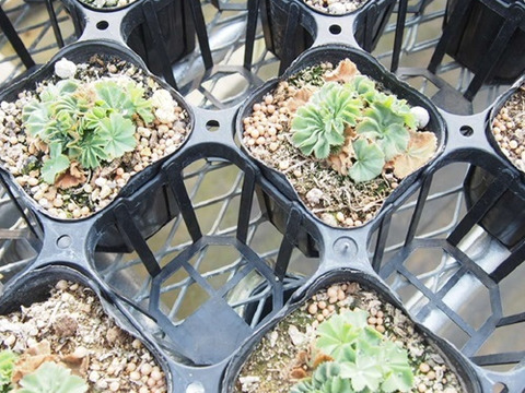 2個セット アルケミラ モリス 宿根草 多年草 カラーリーフ