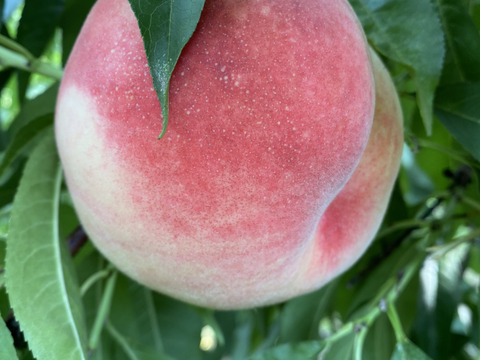 お試しサイズ♡ピーチ姫♡陽夏妃♡山形県産もも♡桃