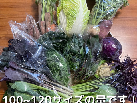 旬の季節の野菜セット100サイズ(冷蔵)