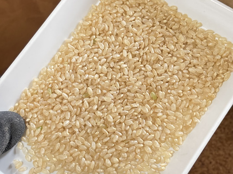 新米】R7年産 秋田県産あきたこまち玄米 10kg（訳あり）：秋田県