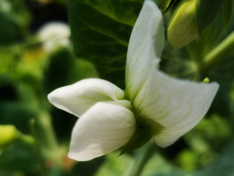 【春分】野菜・筍(ぬか付)セット～筍ほり名人のおすそ分け野菜６種類