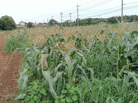 ⭐ドルチェドリーム⭐『５本入り』黄色い粒の甘さと白い粒のミルキーさが魅力的です。