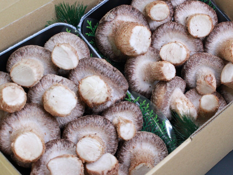 【夏ギフト】特別セット！東京福しいたけギフト用（300g×2パック＋しいたけマスコット・特別包装）