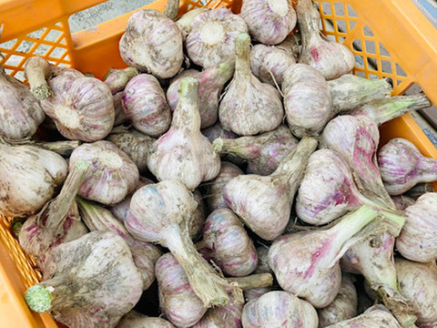 5kg 最上伝承野菜　最上赤にんにく