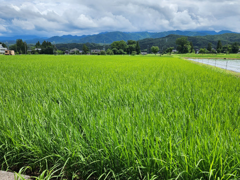 令和6年度産 富山県立山町 立山連峰の麓で育ったコシヒカリ 10kg