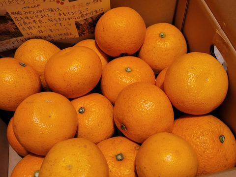 木なり八朔【SM混合】5kg（箱込)