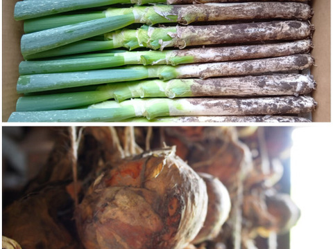 ぽっけの長ネギ3キロ・玉ねぎ5キロセット【北海道自然栽培】