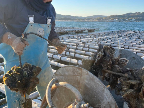 【生牡蠣】【生食用】S～Mサイズ 70個入り 5.5Kg 三重県産 殻付き 浦村かき（7～10人前）
牡蠣 カキ 貝類 海鮮 BBQ 歳暮 熨斗 忘年会 新年会 女子会 誕生日 母の日【冬ギフト】