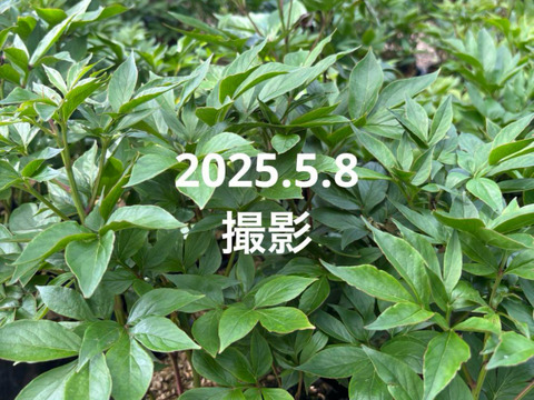 芍薬の苗　4芽以上　5号鉢