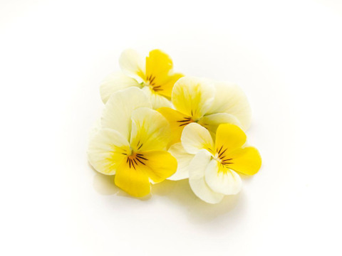 美食の演出！エディブルフラワー『SANOKA』ビオラ クリームイエローリップ 20輪入り 食用花 ケーキ スイーツ デコレーションにも！