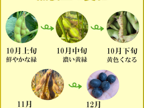 令和6年産 丹波篠山黒大豆【大】300g | 丹波たぶち農場