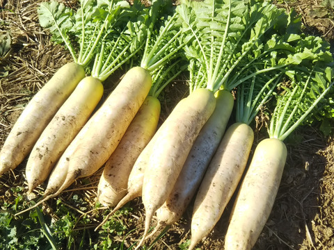 葉付き春大根 大根10本セット 農薬 化学肥料不使用 泥なし 埼玉県産 食べチョク 農家 漁師の産直ネット通販 旬の食材を生産者直送