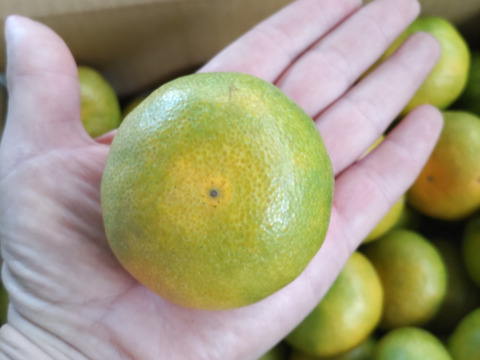 爽やか！大分県産  ハウスミカン 家庭用4キロ