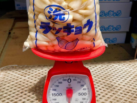 【鳥取県産】らっきょう 洗いらっきょう 鳥取 砂丘らっきょう らっきょ 3kg