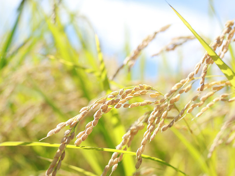 2025年 新潟県保内産コシヒカリ1等 3kg