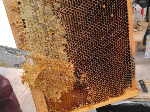 添加物なし】天然はちみつ 600g 蜂蜜 ハチミツ セイヨウミツバチ