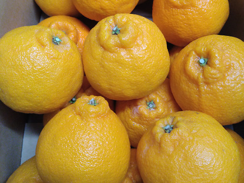 濃厚かつジューシー　愛媛県産　不知火　ご家庭用・８ｋｇ