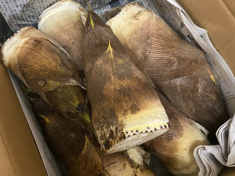 【自然栽培】　谷定孟宗（タケノコ）3kg