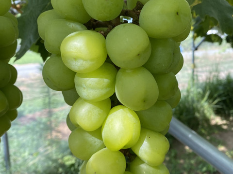 特別栽培ぶどう雄宝♡山形県産♡上品な甘さをお届け♡