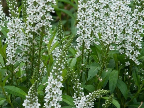 2個セット リシマキア エフェメルム  宿根草 多年草 ホワイトガーデン