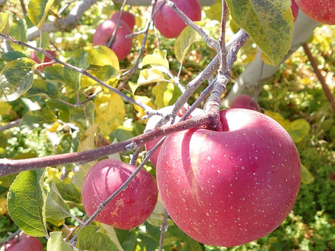 お試しパック！無添加りんごチップス40ｇ×3袋