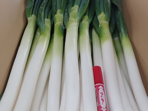 【福袋】🚨皮むき白ネギ極太2サイズ、10kg🚨たっぷり60本❗❗霜が降り、甘味が増した【至福の極甘ネギ】✨信州産✨【特別栽培】✨【無消毒栽培】