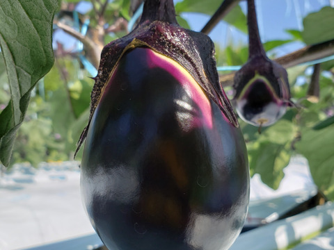 生でも食べれる！泉州産水なす＆水なすのぬか漬けセット