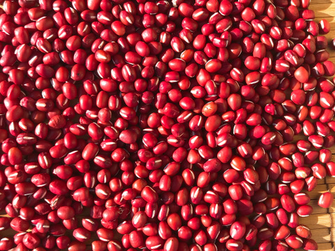 【500gよりお得！北海道産の新豆】つやつや小豆！（1kg）小粒ミックス