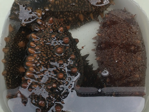 陸奥湾産青ナマコ約1キロ（札幌〜関東圏限定）東北以外は午前指定不可